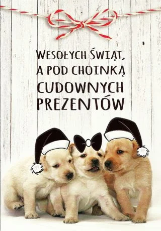 Kartka na święta Bożego Narodzenia z pupilami, słodkimi, białymi pieskami